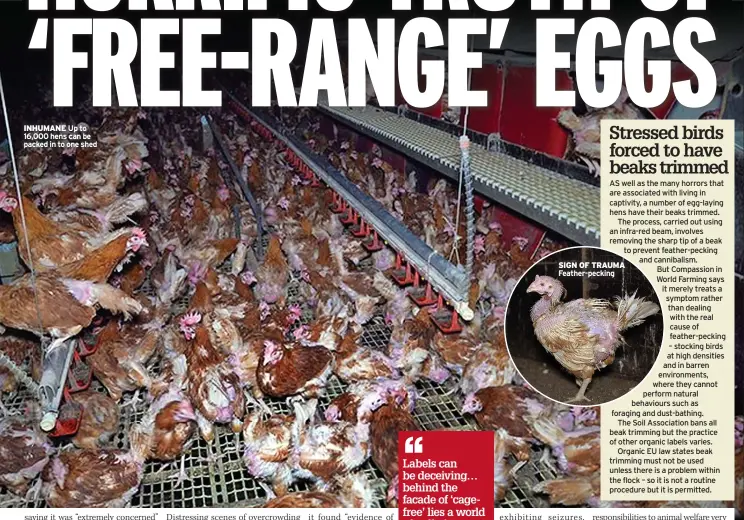  ?? ?? INHUMANE Up to 16,000 hens can be packed in to one shed