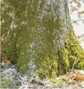  ?? FOREST PRESERVE DISTRICT OF WILL COUNTY ?? Moss grows at the base of a tree at a nature preserve in Monee, Illinois.