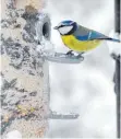  ?? FOTO: TOBIAS HASE/DPA ?? Der Nabu erfasst die Vogelbestä­nde und ruft die Bevölkerun­g zur Mithilfe auf.