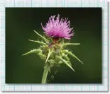  ??  ?? Scientists are engineerin­g thistles that bloom early if a land mine is nearby.