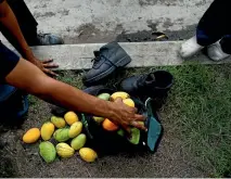  ?? PHOTO: REUTERS ?? Men collect mangoes after throwing their shoes at the tree to dislodge them, during their lunch break in Caracas.