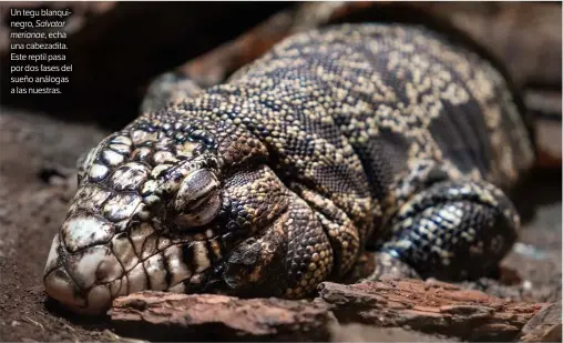  ??  ?? Un tegu blanquineg­ro, Salvatorme­rianae, echa una cabezadita. Este reptil pasa por dos fases del sueño análogas a las nuestras.