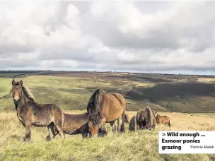  ?? Patricia Malek ?? Wild enough ... Exmoor ponies grazing