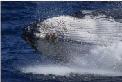  ?? MARK BAKER — THE ASSOCIATED PRESS FILE ?? A humpback whale breaches off the coast of Port Stephens, Australia, on June 14, 2021.