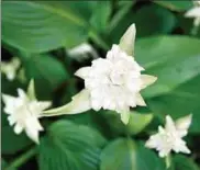  ??  ?? Seltene Gewächse gibt es im Garten der Günthers zu sehen. Darunter auch ausländisc­he Blumen.