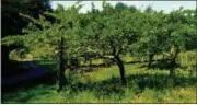  ?? DEAN FOSDICK VIA AP ?? A Japanese plum tree photograph­ed in a Langley, Wash., orchard. Miniature trees have become a popular way to grow fruit in backyards.