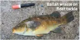  ??  ?? Ballan wrasse on float tackle