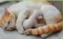  ??  ?? Mums with kittens are best in a home environmen­t.