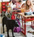  ??  ?? Labrador Fee darf sich im Klassenzim  mer frei bewegen.