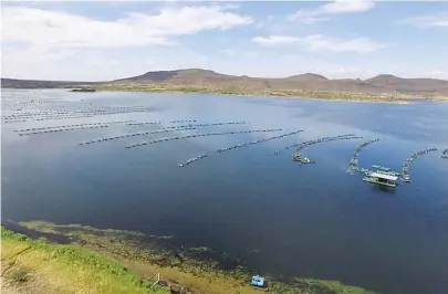  ??  ?? A produção total de peixes criados em cativeiro no estado foi de 16 mil toneladas no ano passado