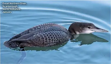  ?? ?? Great Northern Diver, Scarboroug­h, North Yorkshire, January