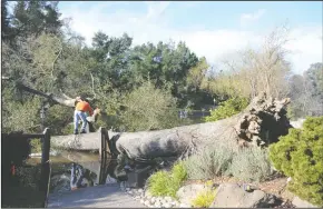  ?? BEA AHBECK/NEWS-SENTINEL ?? Right: Ignacio Gutierrez with Acampo Tree Service works on a large tree on Tuesday after it toppled over into the water near a Lodi home.