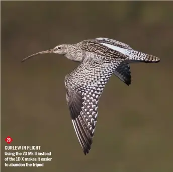  ??  ?? 20
CURLEW in Flight Using the 7D Mk II instead of the 1D X makes it easier to abandon the tripod