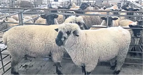  ??  ?? The record-topping rams from W & MR Mccoll, of Nether Cambushinn­ie, Braco.