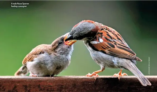  ??  ?? A male House Sparrow feeding a youngster