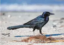  ?? Kathy Adams Clark / Contributo­r ?? A great-tailed grackle is immediatel­y identified by its long, black, keel-shaped trail thrust out like a rudder.