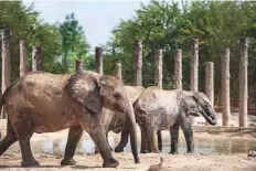  ?? Courtesy: Dubai Safari ?? Four African elephants, three females and one male, were flown in from Zimbabwe in late April for Dubai Safari, which has undergone a major upgrade recently