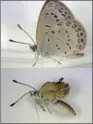  ?? PROVIDED TO CHINA DAILY ?? Comparison between a mutant butterfly (below) and a normal one.