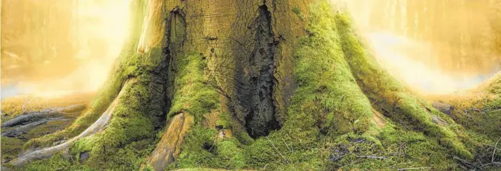  ?? FOTO: SHUTTERSTO­CK ?? Fest verwurzelt im Ökosystem Wald: Die große Bedeutung des Wurzelwerk­s für einen Baum ist unbestritt­en. Von einer Art intelligen­tem Gehirn mögen die meisten Wissenscha­ftler jedoch nicht reden.