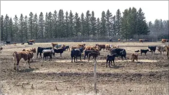  ?? The Canadian Press ?? Cattle roam in a field near Pigeon Lake, Alta. in 2022. Experts say an uptick in extreme weather, such as drought, is leading beef farmers in the U.S. and Canada to thin their herds in near-record numbers, which could lead to supply problems in the beef industry over the longer term.