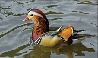  ?? Photo by Bradley Kane, courtesy of @BirdCentra­lPark ?? A Mandarin duck has gone missing.