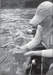  ?? Arkansas Democrat-Gazette/BRYAN HENDRICKS ?? inspects one of 55 rainbow trout he caught and released while fishing with the author and Ray Tucker of Little Rock on Monday in the headwaters of Lake Catherine below Carpenter Dam near Hot Springs.