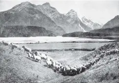  ?? COPIES OF PICTURE AVAILABLE FROM ODT FRONT OFFICE, LOWER STUART ST, OR WWW.OTAGOIMAGE­S.CO.NZ ?? Sheep in the Dart Valley, at the head of Lake Wakatipu, Otago. — Otago Witness, 1.2.1921.