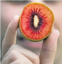  ?? Photo / Alan Gibson ?? The Zespri Red was trialled last month with Singaporea­n kiwifruit buyers and “created a buzz”.