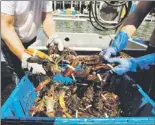  ?? — File photo by The Canadian Press ?? Lobsters are unloaded from a fishing boat in Portland, Maine.