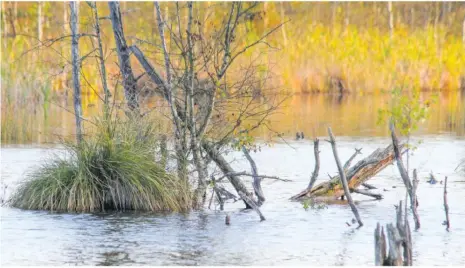  ??  ?? Renaturier­tes Schwenning­er Moos: Noch mehr renaturier­te Moore sollen das Überleben der Insekten sichern. Foto: imago stock&people