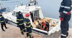  ?? — aFP ?? Race against time: rescuers arriving on a border police boat carrying the rescued sheep at the midia black sea harbour near Constanta.
