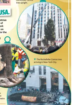  ??  ?? A worker finishes making the cut on this year’s Rockeller Centre Christmas tree, a 22 metre Norway Spruce.
A crane hoists the Rockefelle­r Centre tree upright. The Rockefelle­r Centre tree arriving in New York City.