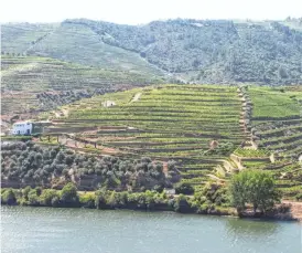  ?? PHOTOS BY GIOVANNA DELL'ORTO/AP ?? The terraced vineyard Quinta de Boa Vista along the Douro River in Portugal hugs the mountain. The steep and rocky terrain that grows the area’s most visible export is a far cry from the gently rolling hills of Chianti, Italy, and Napa, Calif.