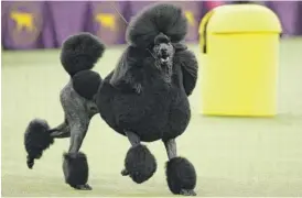  ?? JOHN MINCHILLO/AP ?? Siba, a poodle, competes in the 2020 Westminste­r show.