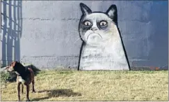  ??  ?? Celebrity cat: The grumpy cat graffiti gained fans around the globe due to its similarity to kitty internet celebrity Tardar Sauce.