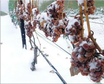  ?? Photo contribute­d ?? The criteria for making authentic icewine is the grapes must be naturally frozen on the vines at –8 C or colder.