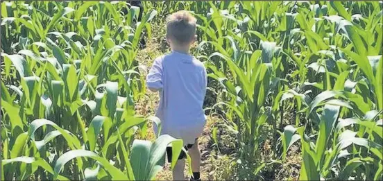  ??  ?? ■
The farm has just launched its first ever maize maze.