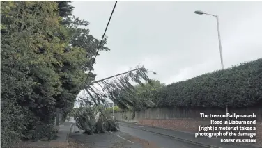  ?? ROBERT WILKINSON ?? The tree on Ballymacas­hRoad in Lisburn and (right) a motorist takes a photograph of the damage