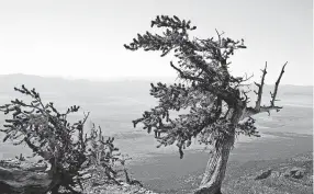  ??  ?? Trees as old as 3,000 years old are easily found on a hike on the Wheeler Peak Trail in Nevada’s Great Basin National Park. NATIONAL PARK SERVICE