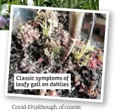  ??  ?? Classic symptoms of leafy gall on dahlias