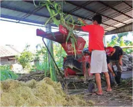  ??  ?? Composting materials are always available right at the farm, thus, allowing them to easily shred and prepare vermicompo­st, providing a cheaper, healthier alternativ­e to expensive commercial fertilizer­s.