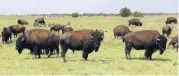  ?? [OKLAHOMAN ARCHIVES PHOTO] ?? RIGHT: A herd of bison graze in Concho.