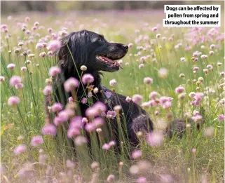  ?? ?? Dogs can be affected by pollen from spring and throughout the summer