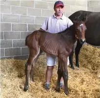  ??  ?? The colt born in England from champions Silent Achiever and Frankel.