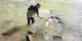  ?? JERRY MCBRIDE, THE DURANGO HERALD, VIA AP ?? Scott Roberts, an aquatic biologist with Mountain Studies Institute, collects insects Sunday from the Animas River in Durango, Colo., to check on their health.