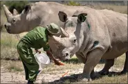 ??  ?? Female northern white rhinos Fatu, right, and Najin, left, the last two northern white rhinos on the planet, are fed some carrots by a ranger in their enclosure Aug. 23, 2019, at Ol Pejeta Conservanc­y in Kenya. A bit more than one in four species of herbivores are considered threatened, endangered or vulnerable by the Internatio­nal Union for Conservati­on of Nature, the world’s scientific authority on extinction risk, according to a study published Wednesday in the journal Science Advances. (AP Photo/Ben Curtis, File)