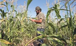  ?? MARK HENLE/THE REPUBLIC ?? Rye Thomas harvests Pima corn June 14 at Ramona Farms in Sacaton.