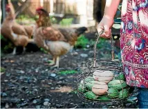  ?? NICOLA GALLOWAY ?? When life gives you feijoas, and eggs, why not make feijoa cake?