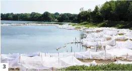  ?? PHOTOS ANNE CAROLINE DESPLANQUE­S ?? 1. Il faut à nouveau un bateau pour se déplacer à la pointe est de l’île Lapierre, entièremen­t remblayée dans les années 1980.
Les travailleu­rs ont planté 75 espèces de plantes pour redonner vie au marais. 3. Des filets protègent les jeunes pousses. 3