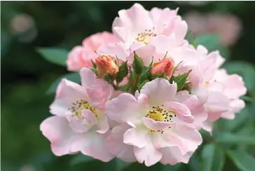  ?? ?? Riot of colour: Rambler Rosa Open Arms will make your garden sparkle in summer